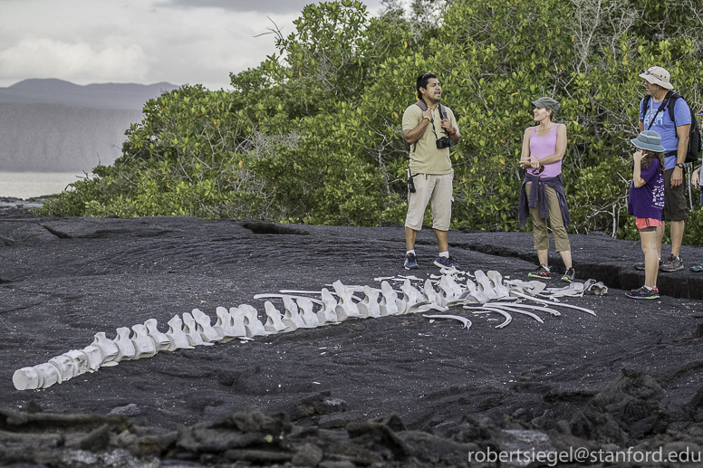 galapagos